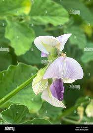 Image result for Crotalaria verrucosa