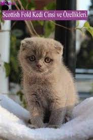 scottish fold kedi cinsi ve ozellikleri scottish fold kedi sevimli kediler