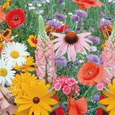 Check spelling or type a new query. Wildflower Seeds Meadow Mix Economy Packet Ferry Morse Home Gardening 202 S Washington St Norton Ma 02766