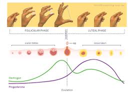 Ovulation symptoms and signs to look out for. Cervical Mucus Gallery