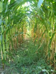 Fall harvest metal corn stalk decorative garden stake yard art patio lawn outdoor fall decor autumn thanksgiving decoration (40 h). Corn Stalks We Are Using Corn As A Privacy Screen For The Front Yard In The Summer Functional And Delicious Farm Gardens Corn Plant Community Gardening