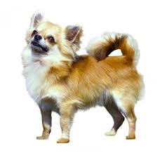 Chihuahuas remained a rarity until the early 20th century and the american kennel club. Chihuahua Langhaar Rassebeschreibung Purina