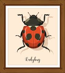 Maybe you would like to learn more about one of these? Ladybug Or Ladybird Close Up In Wooden Frame 1520332 Vector Art At Vecteezy
