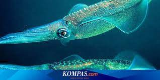 Gambar di atas menunjukkan seekor sotong pontianak. Ilmuwan Pakaikan Sotong Kacamata 3d Buat Apa Halaman All Kompas Com