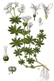 Maybe you would like to learn more about one of these? 11 Sweet Woodruff Ideas Sweet Woodruff Woodruff Plants