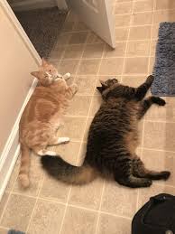 Company While Pooping Cute Cat Cat S Cats