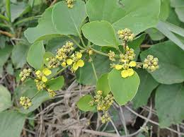 Image result for Stigmaphyllon