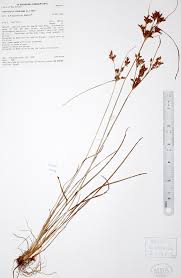 Image result for Vahlia dichotoma