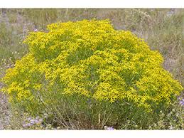 Image result for Senecio kayomborum