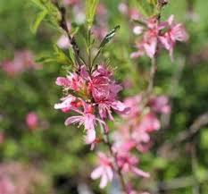 Image result for mandloň trojlaločná