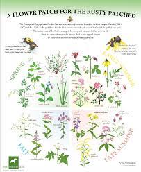 A single bee colony can pollinate 300 million flowers each day. A Flower Patch For The Rusty Patched Wildlife Preservation Canada