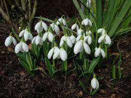 Galanthus Plicatus Three Ships An Early Flowering Crimean Snowdrop With Lovely Rounded Well Proportioned Flowers Produces Pl Rhizome Winter Garden Flowers