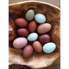 Welsummer Barnevelder Olive Egger Easter Egger Brahma And Cochin Eggs Easter Eggers Brahma Chicken Brahma Chicken Eggs