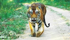 Wildlife (protection) act, 1972 has been accepted and adopted by all the states except jammu and kashmir. Wildlife Conservation Initiatives By Indian Government