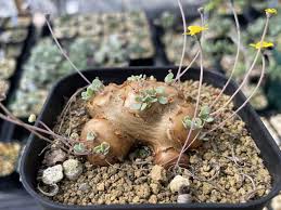 Image result for Coleochloa