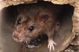 Slideshow Health Risks Of Common Pests Rodent Infestation Rat Infestation Animals