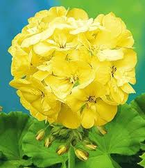 Yellow Geranium Geranium Flower Flower Seeds Geraniums