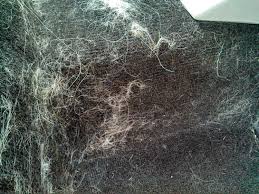 Her stiff white hair manages to get itself stuck into all of my furniture and clothing 24 hours a day, 7 days a week, 365 days a year. Fur Zoff Best Pet Hair Removal Tool For A Car Car Auto Detailing Fur Zoff