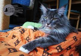 Die rasse maine coon zählt zu den waldkatzen. Maine Coon Faq 16 Oft Gestellte Fragen Zu Maine Coon Katzen Fellgiganten