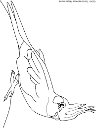 Cockatiels are the smallest birds that can be found in australia. Cockatiel Coloring Page Audio Stories For Kids Free Coloring Pages Colouring Printables