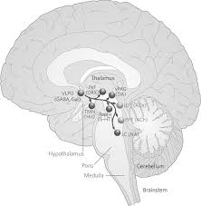 The skeleton provides the framework for muscles and gives the body its defined human shape. Structural And Functional Neuroanatomy Section I Behavioral Neurology Neuropsychiatry
