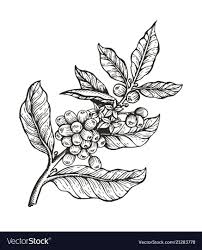 Coffee Tree With Beans Coffea Vector Image On Vectorstock Coffee Artwork Plant Tattoo Coffee Flower