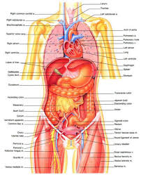 Female Body Chart Coladot