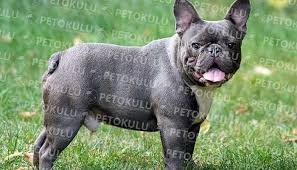 Fransiz Bulldog Cinsi Egitimi Ve Ozellikleri Pet Okulu