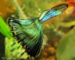 Pin By Kate Louise On Amo Muito Tudo Isso Guppy Fish Guppy Tropical Fish Aquarium