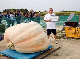 Image result for giant pumpkin