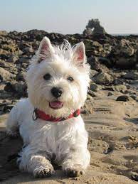 westie beach adventure westie dogs puppies cute animals
