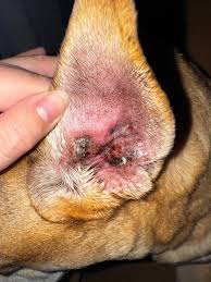 Image result for mold in the ear dog