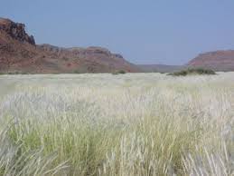 Image result for Danthoniopsis dinteri