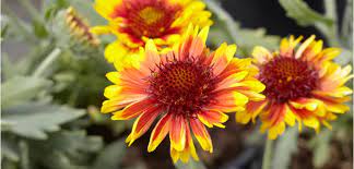 Few plants are named more accurately, as the flowers of red hot poker (kniphofia uvaria) match the name precisely. Blanket Flower Costa Farms