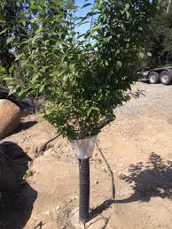 Find deals on products in pest control on amazon. Cone Of Shame On My Fruit Trees Totally Keeps The Squirrels From Climbing And Eating The Fruit And Leaves That S Righ Garden Harvest Fruit Trees Growing Food