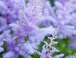 How To Grow And Care For Astilbe Plants