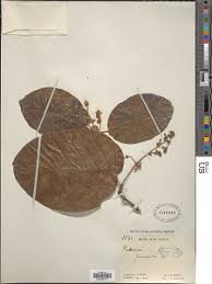 Image result for Flabellaria paniculata