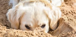 Natural Remedies For Dog Arthritis Midoricide