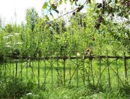 Weidenzaun Weidenzaun Weiden Garten Pflanzen