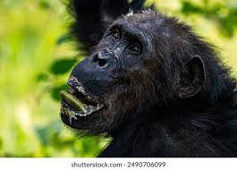 Image result for Tetradenia tanganyikae