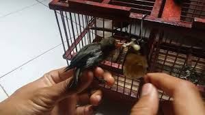 Burung kemade ini sangatlah pndai bernyanyi dengan kicauannya. Cara Melatih Burung Kemade Tangkapan Liar Makan Pisang Youtube