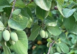 Image result for Berchemia discolor