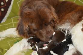 Our family is blessed with the wonderful opportunity to breed newfies and to be able to share our love for the breed with others. Moore Newfies Reputable Newfoundland Breeder In Colorado