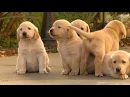 They can be trained for so many different types of jobs with all of the great qualities they have. Getting The Cutest Golden Retriever Puppy In The World We Both Cried Emotional Youtube Puppies Lab Puppies Baby Animals Pictures