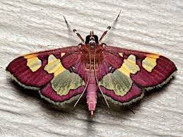 Moths are insects of the order lepidoptera. National Moth Week Offers Backyard Activities For Safe Science Centraljersey Com