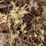 Image result for Eragrostis racemosa