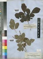 Image result for Allophylus rubifolius