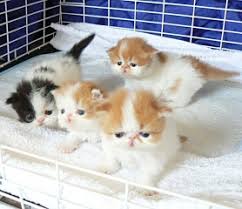 We have all of the information you need including breeder names, emails, certifications, and more! White Persian Kittens Available For Sale Philippines Find New And Used White Persian Kittens Available For Sale On Buyandsellph