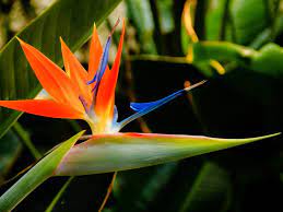 Pin On Strelitzia Family Strelitziaceae