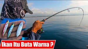 Tuna dikenal memiliki nilai komersial tinggi karena berukuran besar, dengan beratnya mulai 35 hingga 350 kg. Memilih Warna Umpan Yang Tepat Saat Mancing Youtube